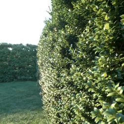 HEDGES Ficus annulata 3D model
