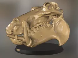 Hippo Head Skull Low-poly 3D model