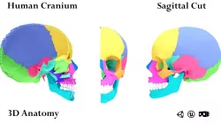 Human Cranium Low-poly 3D model