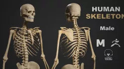 Human Skeleton Male Low-poly 3D model