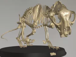 Lion Skeleton Low-poly 3D model
