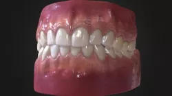 Mouth Anatomy 3D model