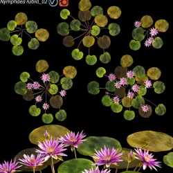 Nymphaea rubra - Water lily -Velutha ambal 02 3D model