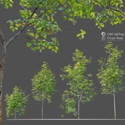 Oak sapling 3D model