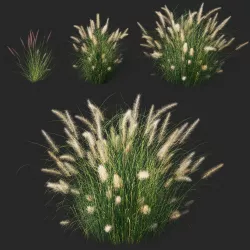 Pennisetum setaceum 02 Plant 3D model