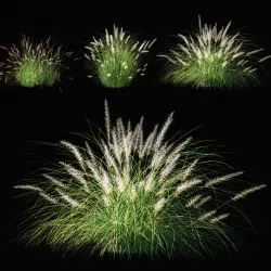 Pennisetum setaceum Plant 3D model