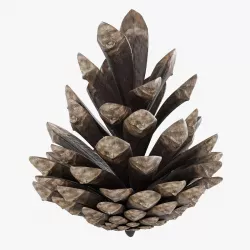 Pine Cone 001 3D model