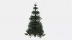 Pine Tree 3D model