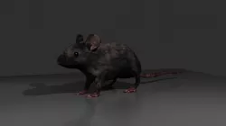 Rat 3d Model 3D model
