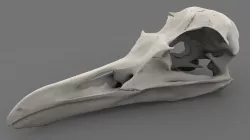 Realistic bird skull v1 3D model