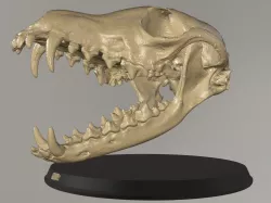 Red Fox Head Skull Low-poly 3D model
