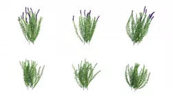 Rosemary Rosmarinus officinalis 3D Models Animation Loop 3D model