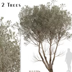 Set of Acacia Aneura or True Mulga Trees - 2 Trees 3D model