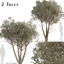 Set of Acacia Aneura or True Mulga Trees - 2 Trees 3D model