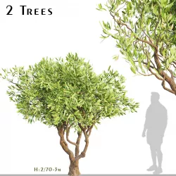 Set of Olive or Olea Europaea Trees - 2 Trees 3D model