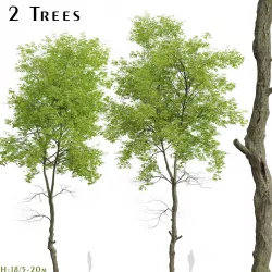 Set of White ash or Fraxinus americana Trees - 2 Trees 3D model