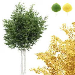 Silver Birch AVATAR tree collection 2 trees in the scene 3D model