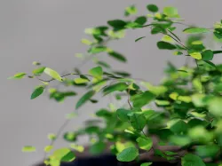 Small plant creeping vine Low-poly 3D model