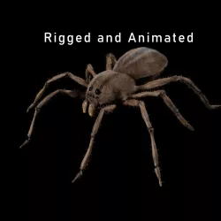 Spider 3D model