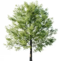 Tilia American 20m 3D model