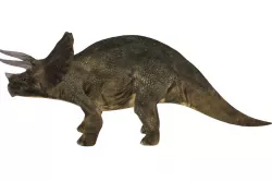 Triceratops 3D Model  Low-poly 3D model