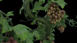 Vine grape 3D model