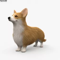 Welsh Corgi HD 3D model