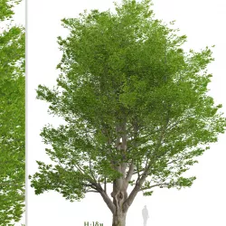 White ash or Fraxinus americana Tree - 1 Tree 3D model