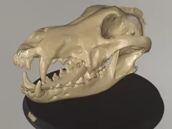 Wolf Head Skull Low-poly 3D model