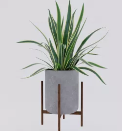 Yucca home plant 3D model