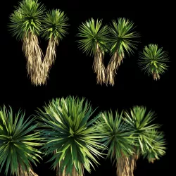 Yucca Plants 3D model