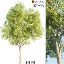 ash tree 3D model