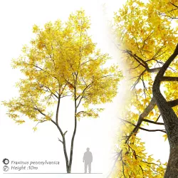 Autumn ash- Fraxinus pennsylvanica 3D model