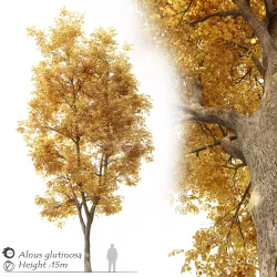 Autumn black alder- Alnus glutinosa 3D model