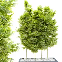 Bamboo in gravel base 3D model