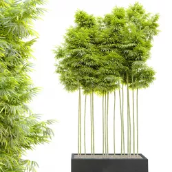 Bamboo plant in flower pot 3D model