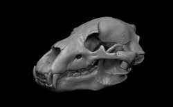 Bear Skull 3D model