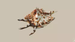 Big Seashell Low-poly 3D model