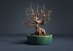 Bonsai 3D model