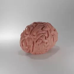 Brain 3D model