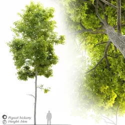 Carya glabra- Pignut hickory 3D model