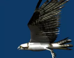 eagle 3D model