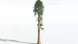 EVERYPlant Giant Redwood SINGLE --1 Model-- 3D model