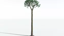 EVERYPlant Spiny Scale Tree SINGLE --1 Model-- 3D model