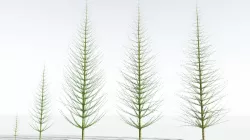 EVERYPlant  Spiral Horsetail Tree EXT --24 Models-- 3D model