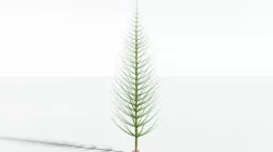 EVERYPlant Spiral Horsetail Tree SINGLE --1 Model-- 3D model