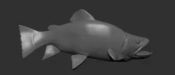 fish v2 3D model