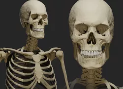 Human male skeleton PBR 3D model