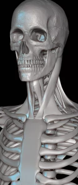Human skeleton 3D model