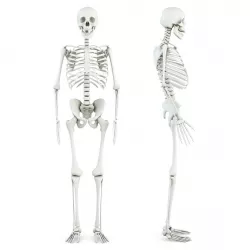 Human Skeleton 3D model